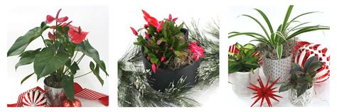 Al's Holiday Gift Guide - Tips and Inspiration – Al's Garden & Home