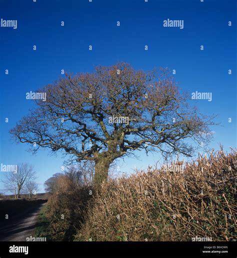 Devon oak hi-res stock photography and images - Alamy