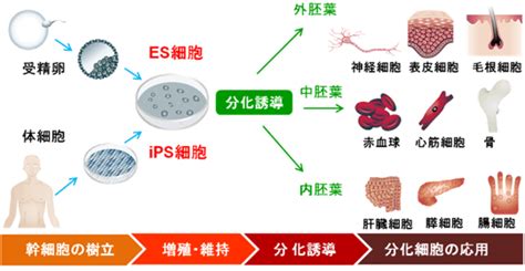 Ips細胞とその可能性―ips細胞を利用した疾患モデリングの意義―｜疾患モデル研究｜幹細胞・再生医療研究ガイド｜タカラバイオ株式会社 バイオ