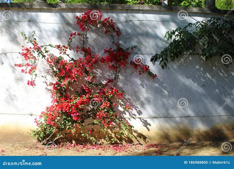 Bougainvillea Spectabilis, Known As Great Bougainvillea. Along the White Wall Stock Photo ...