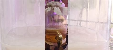 Чайный гриб купить в Санкт-Петербурге | Товары для дома и дачи | Авито