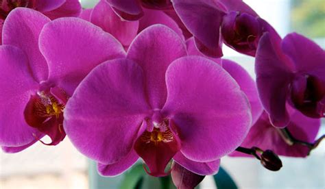 Repotting a Phalaenopsis Orchid - garden favorite