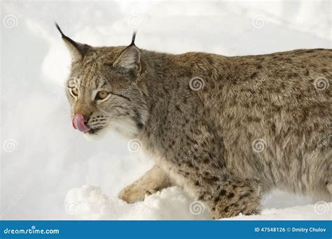 Eurasian Lynx In The Snow In Cold Winter Troms County Norway Stock