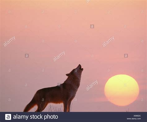 Wolves Howling Moon High Resolution Stock Photography and Images - Alamy