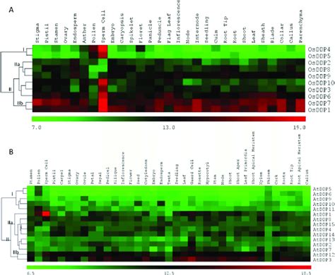 Microarray Based Expression Pattern Of DDP Genes In Different