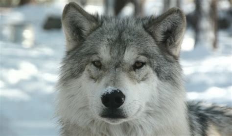 Arctic Wolf - Facts, Diet & Habitat Information