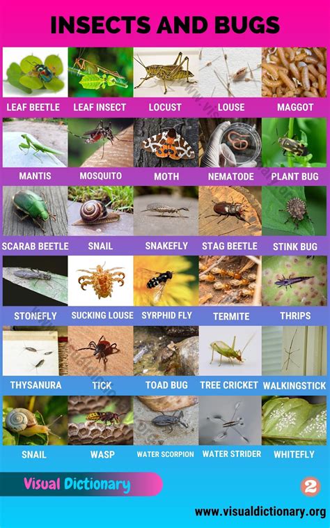 Insects: Best List of 61 Common Names of Insects in the World - Visual