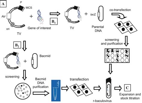 Construction Of Recombinant Baculoviruses Springerlink