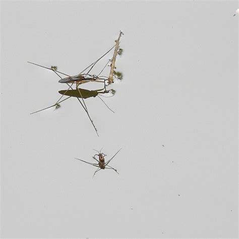 Striped Pond Skaters From Bur Crata Culiac N Rosales Sin M Xico On