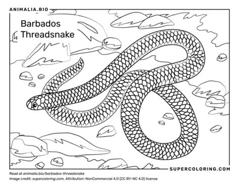 Barbados Threadsnake - Facts, Diet, Habitat & Pictures on Animalia.bio