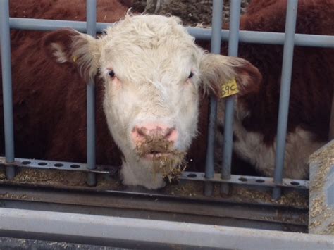 How technology is helping improve feedlot efficiencies - Alberta Cattle Feeders' Association