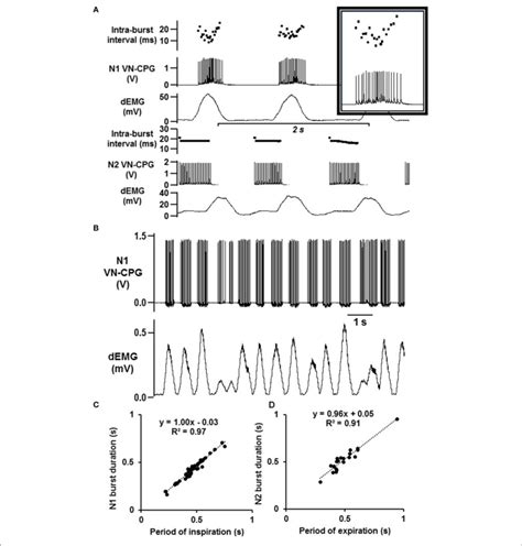 Instantaneous Vn Cpg Processing Enables Biological Feedback A The