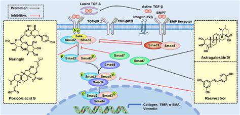 Tgf Smad Pathways And Therapy Tgf Induced Canonical Smad Signaling