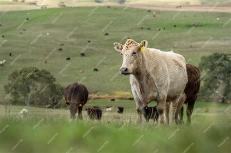 Premium Photo Sustainable Livestock Farming In Australia Regenerative