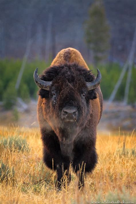 412 Best Images About Bison Buffalo Yak Musk Ox On Pinterest