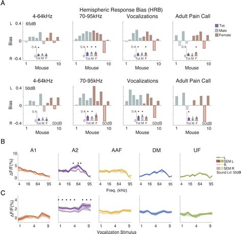 Bilateral Widefield Calcium Imaging Reveals Circuit Asymmetries And