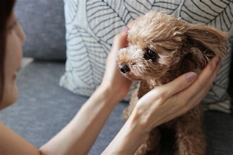 【獣医執筆】犬の風邪とはどんなもの？症状や原因、治療方法や対策についても解説｜楽天保険の比較