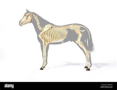 Skeletal system of a horse over grey silhouette, side view Stock Photo