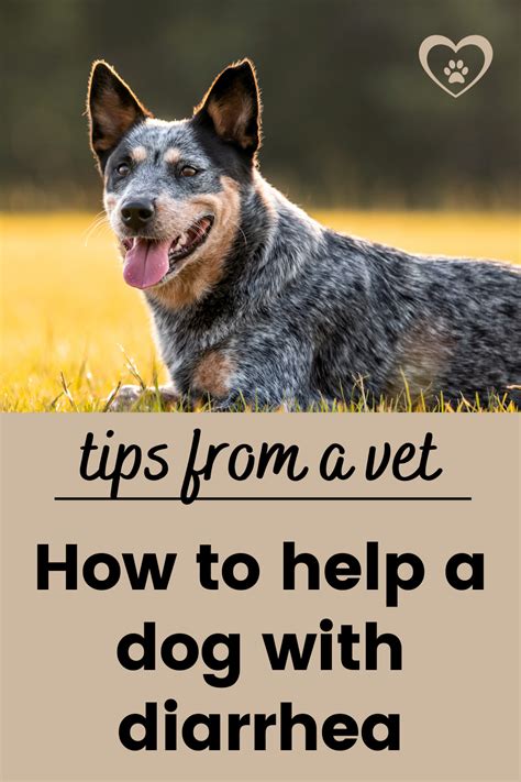 dog  diarrhea dog health tips   vet artofit