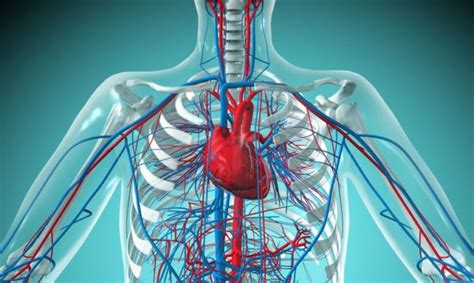 Órgãos Do Sistema Circulatório Humano Resumo Da Anatomia E Funções