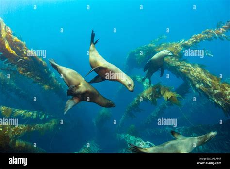 California Sea Lions Zalophus Californianus Playing In A Kelp Forest