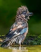 Category Garrulus Glandarius Bathing Wikimedia Commons