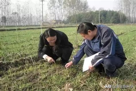 小麥田常用禾本科除草劑各自的優缺點及注意事項 每日頭條