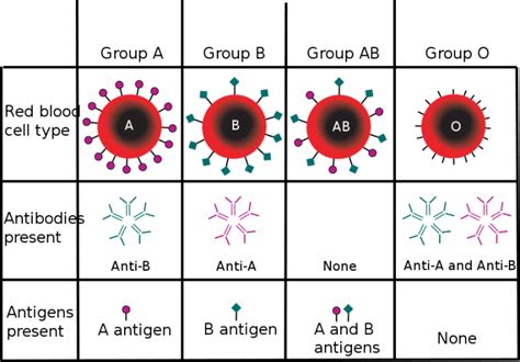 Are All Human Mutations Bad? - HubPages