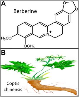 Frontiers The Effective Role Of Natural Product Berberine In