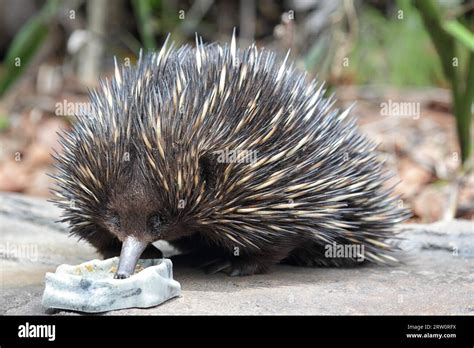 Short Beaked Echidna Tachyglossus Aculeatus In Queensland Australia