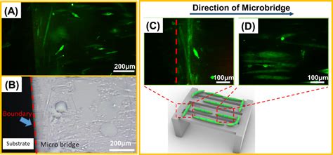 Effect Of Anisotropic Structural Depth On Orientation And