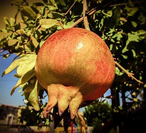 Einen Granatapfelbaum Pflanzen So Geht S Granatapfelbaum Pflanzen