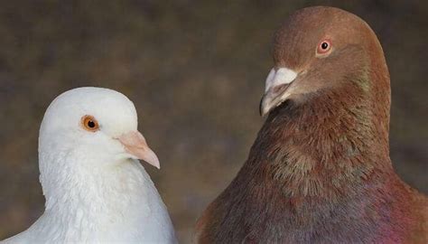 King Pigeon Breed Spotlight – Pigeonpedia