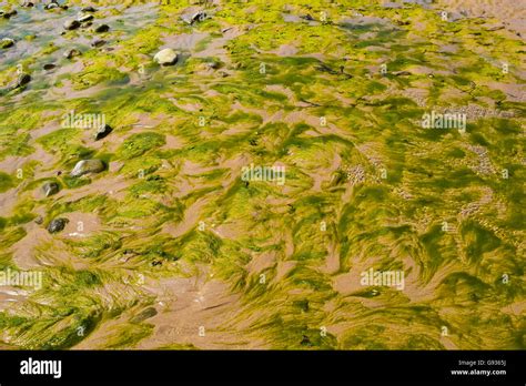 Green Algae On Barmouth Beach Stock Photo Alamy