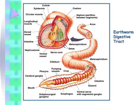 The Earthworms Digestive System Is