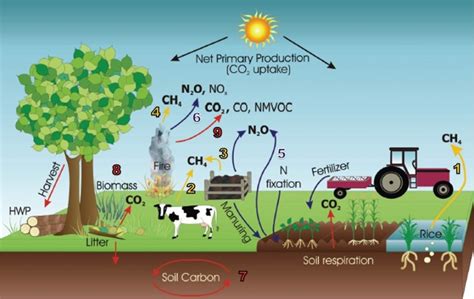 Manejo Do Solo E O Sequestro De Carbono Assifertors