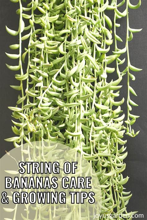 String Of Bananas Growing This Hanging Succulent 2024 Guide