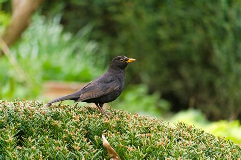 Blackbird Photos Download The Best Free Blackbird Stock Photos And Hd Images