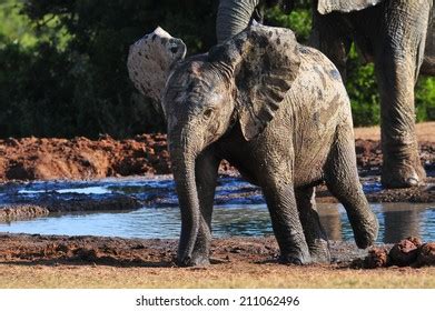 African Elephant Calf Playing Watering Hole Stock Photo 211062496