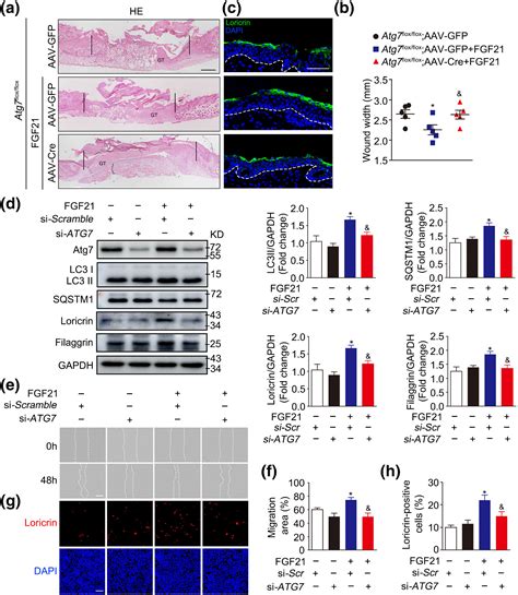 Fgf Promotes Migration And Differentiation Of Epidermal Cells During