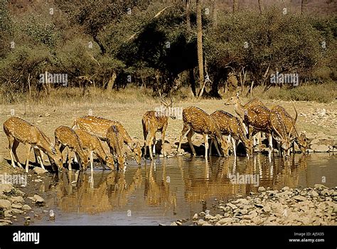 Sna Chittal Or Spotted Deer Drinking Water In Bandipur Wildlife