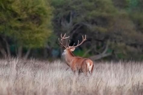 Ciervo Macho En La Pampa Argentina Reserva Natural Parque Luro Foto