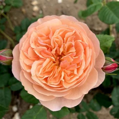 Lily Shrub Rose Quality Roses Direct From Grower