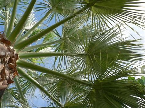 Free picture: palm tree, leaves