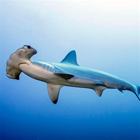 Scalloped Hammerhead Shark Wall Art | Photography