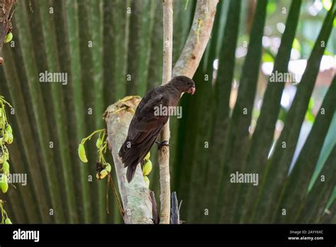 Praslin seychelles black parrot hi-res stock photography and images - Alamy