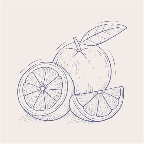 Free Vector | Hand drawn orange outline illustration