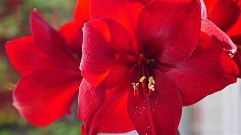 Amaryllis Pflegen Alles Zu Standort D Ngen Und Gie En Utopia De