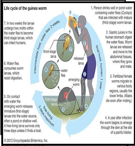 WORLD'S RACE TO ERADICATE GUINEA WORM DISEASE NEARS THE FINISH LINE