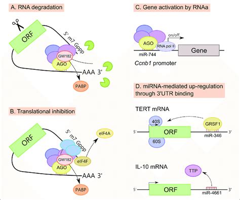 Mechanisms Of Action Of MiRNAs A MiRNAs Promote MRNA Degradation